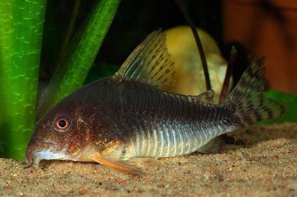 Corydoras gossei VF