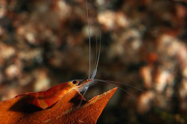 Crystal red i siluett.