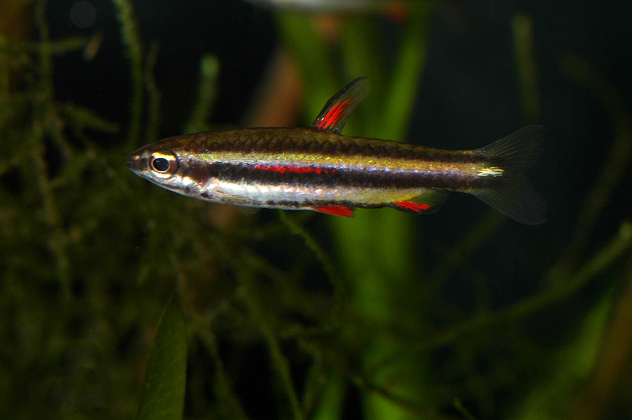 Nannostomus marginatus