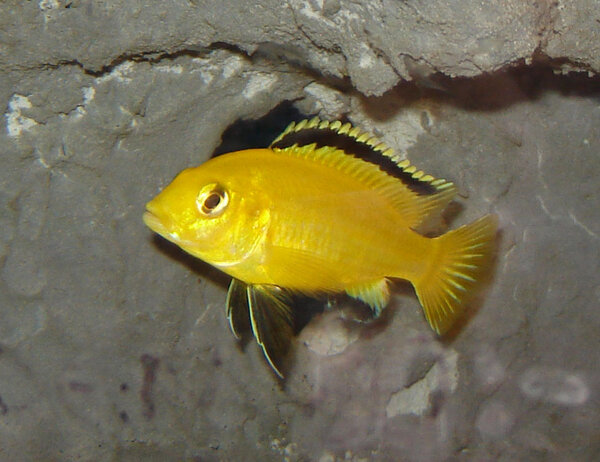 Golden (labidochromis)