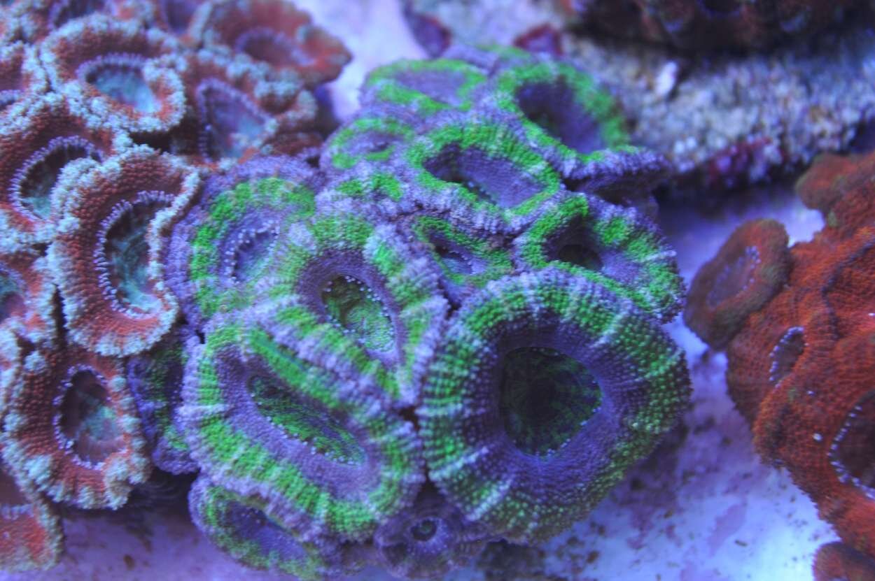 Acan Lord