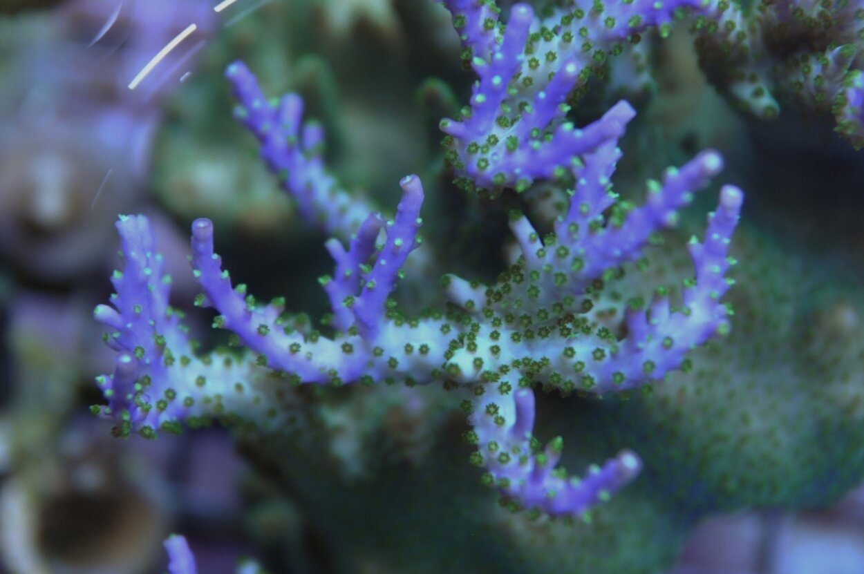 Acropora stenkorall