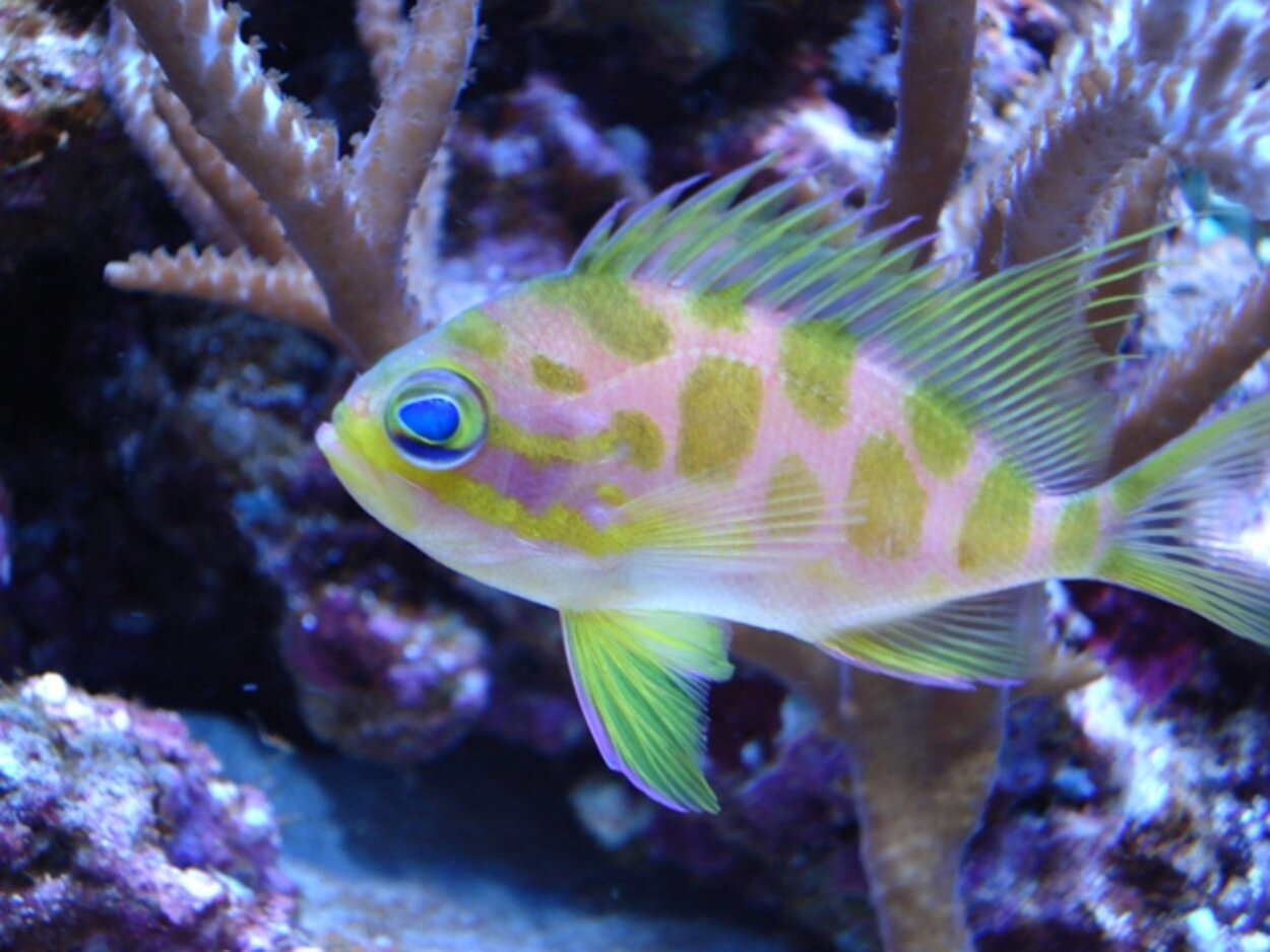 Anthias