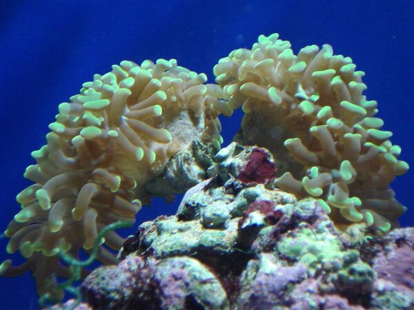 Hammar korall