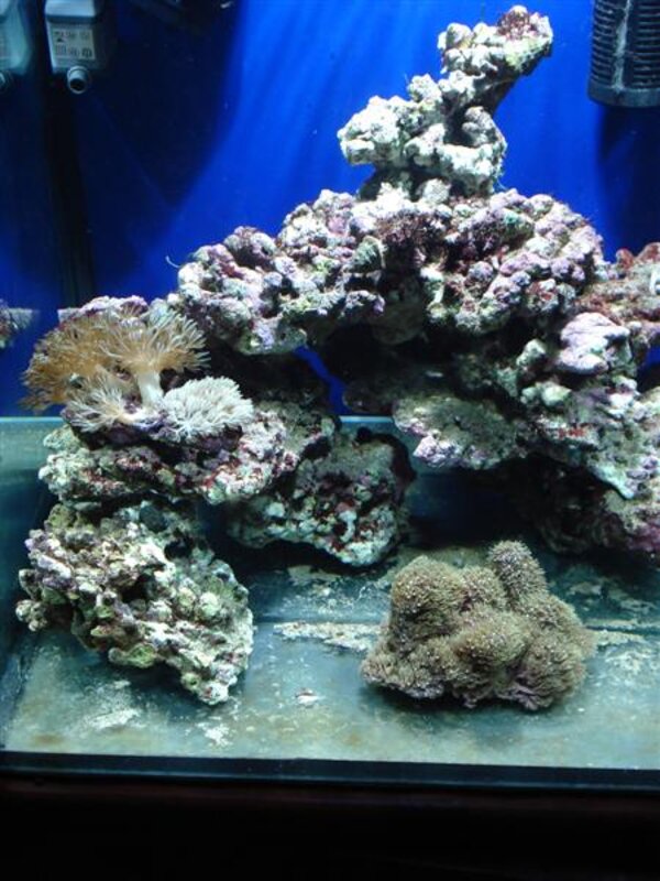 Saltvattenskaret med dom första korallerna.