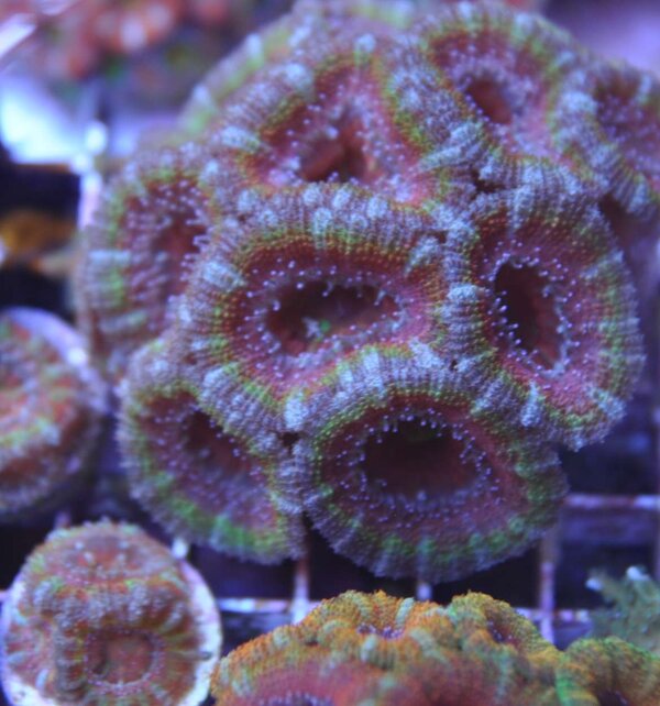 Acan Lordhawaiensis