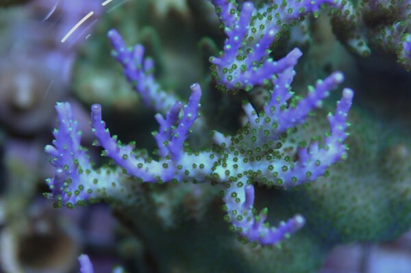 Acropora stenkorall