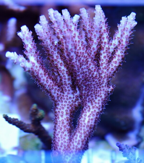Red Planet Acropora