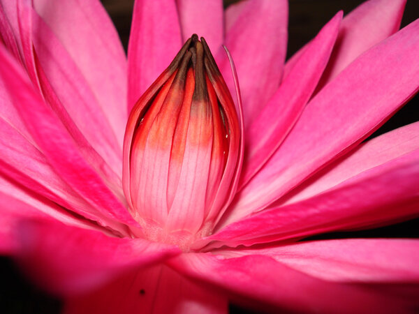 Lotus blomma