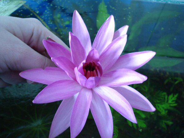 Nymphaea pubescens