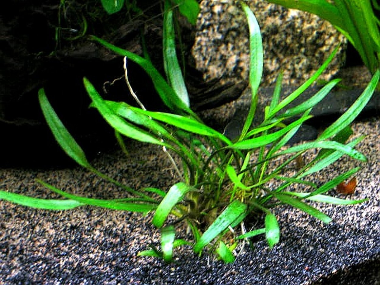 Cryptocoryne willisii