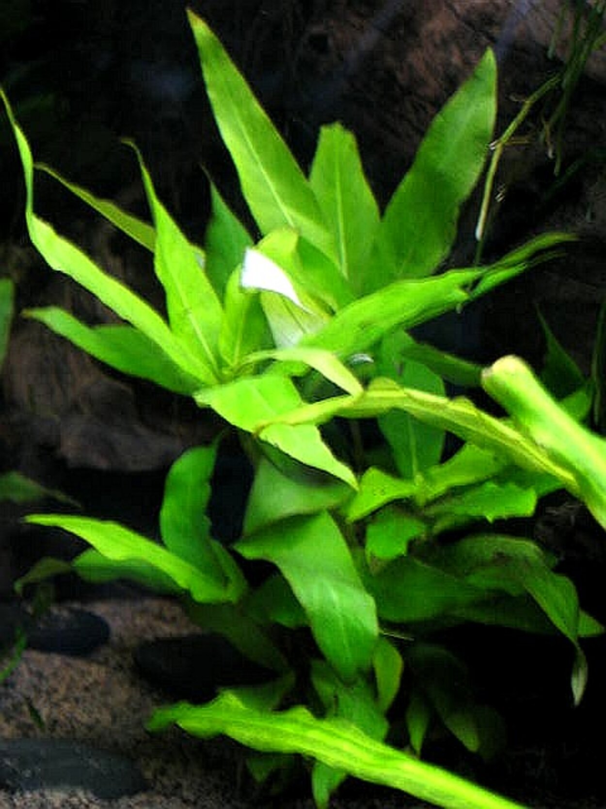 Hygrophila corymbosa 