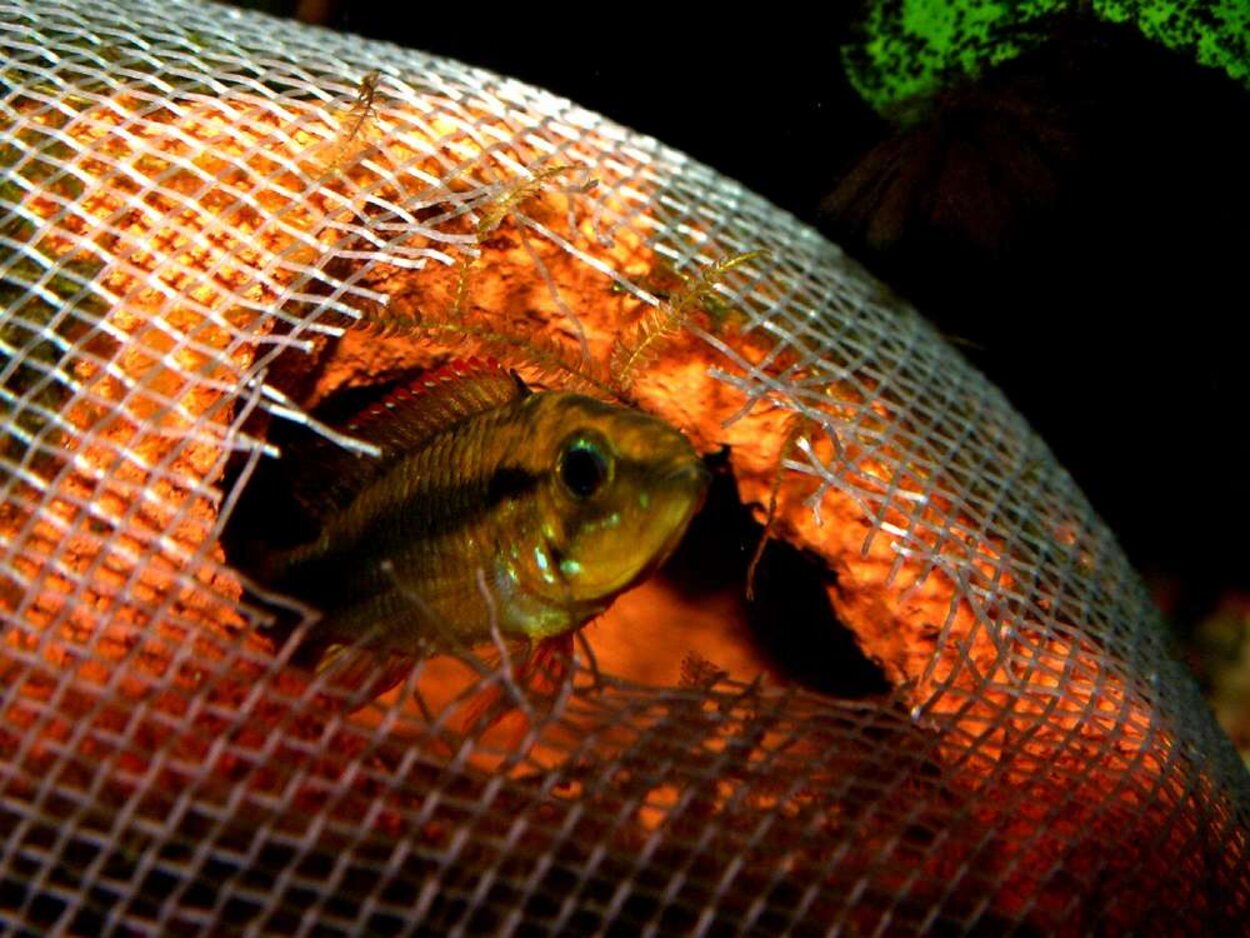 Apistogramma agassizii