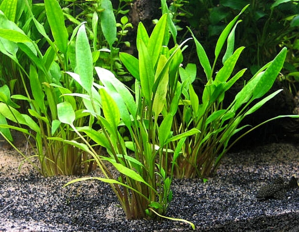 Cryptocoryne x willisii ''lucens''