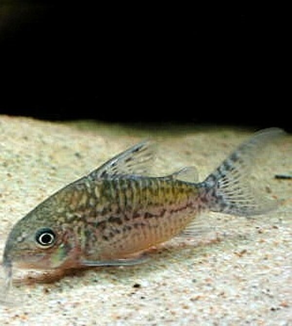 Corydoras Sodalis