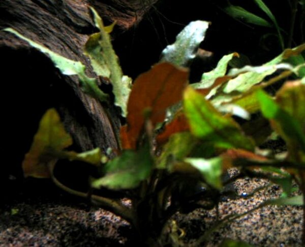 Cryptocoryne becketti