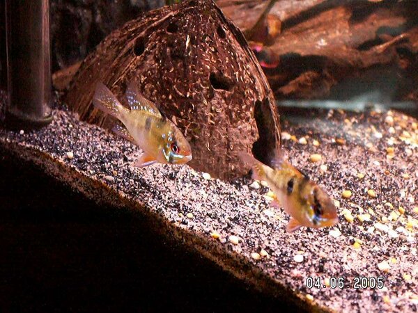 Mikrogeophagus ramirezi