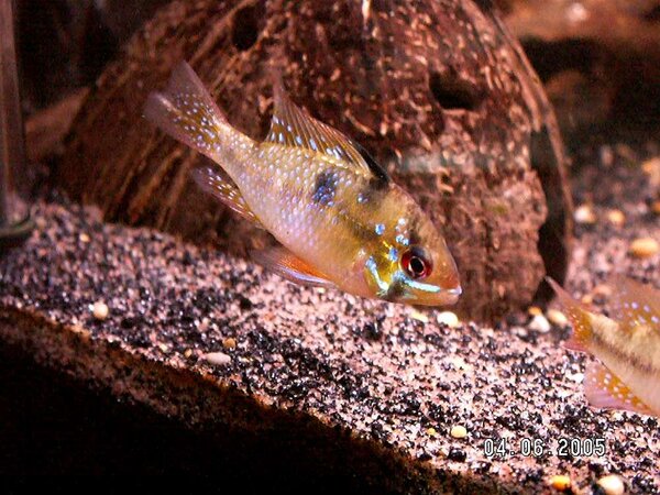 Mikrogeophagus ramirezi 050604