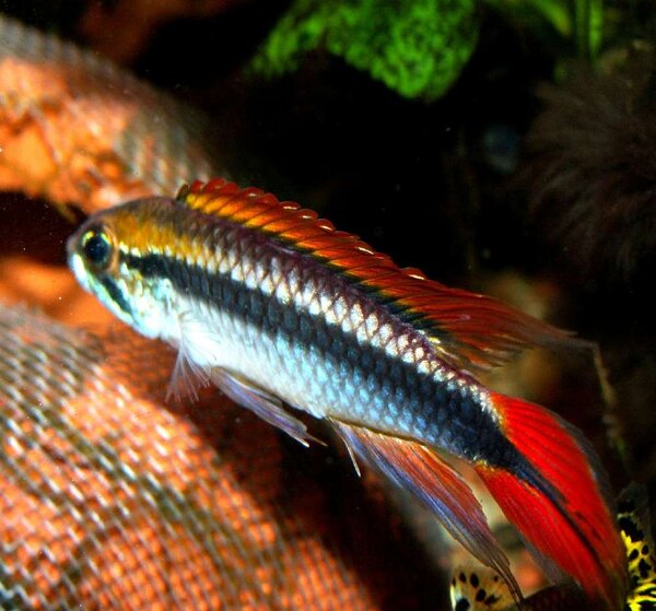 Apistogramma agassizii