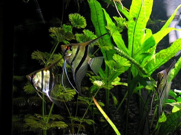 Pterophyllum scalare