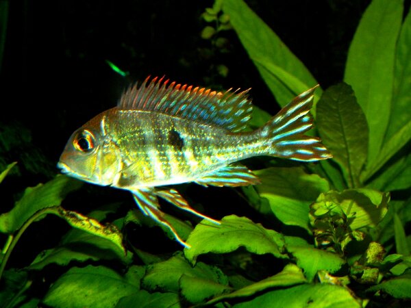 Geophagus sp. 