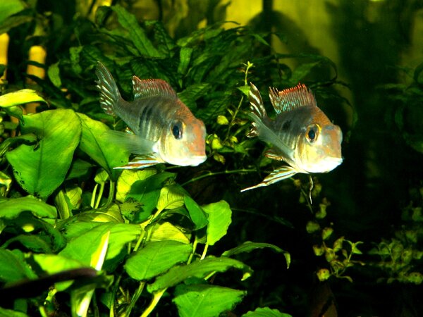 Geophagus sp. 