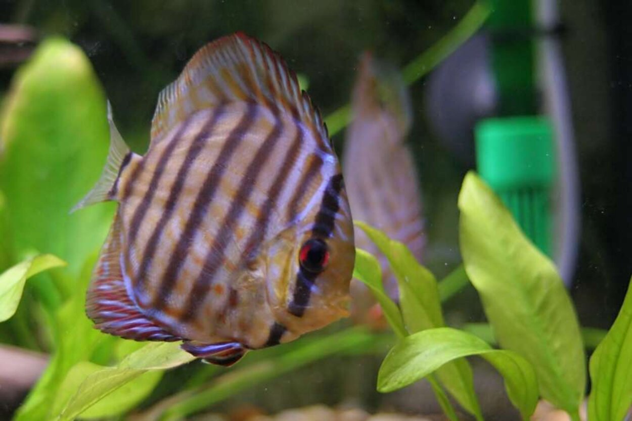 Discus