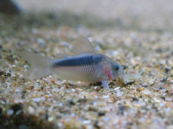 Corydoras (pansarmal)