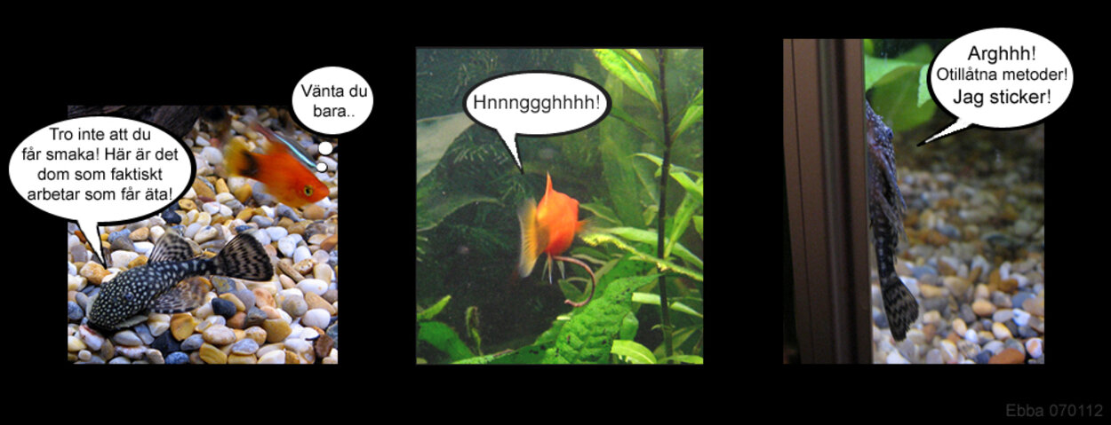 En vanlig vresig dag i akvariet....
