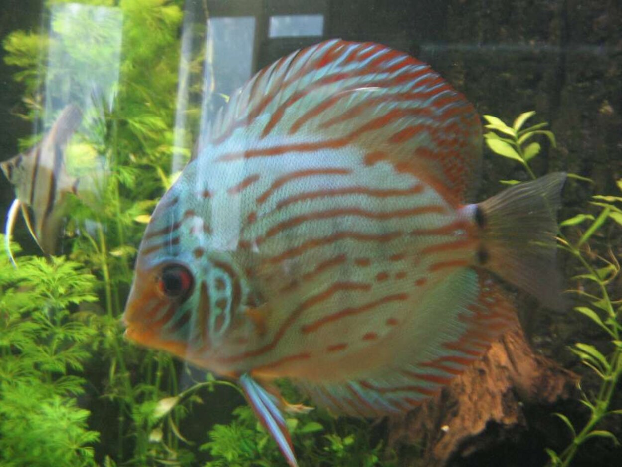 discus