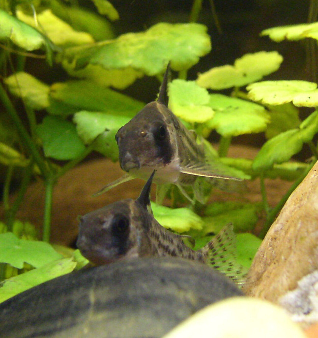 Corydoras