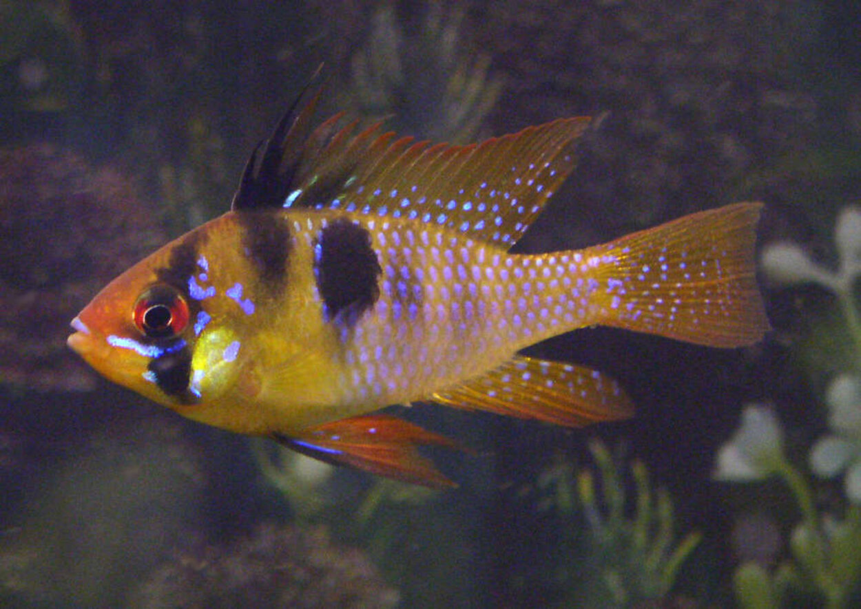 Mikrogeophagus ramirezi