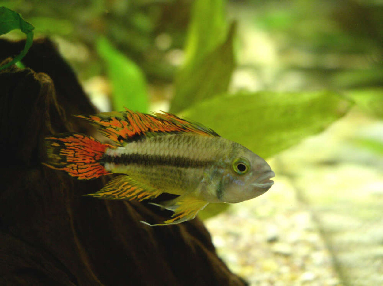 Apistogramma cacatuoides