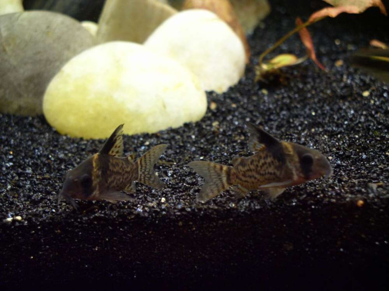 Corydoras