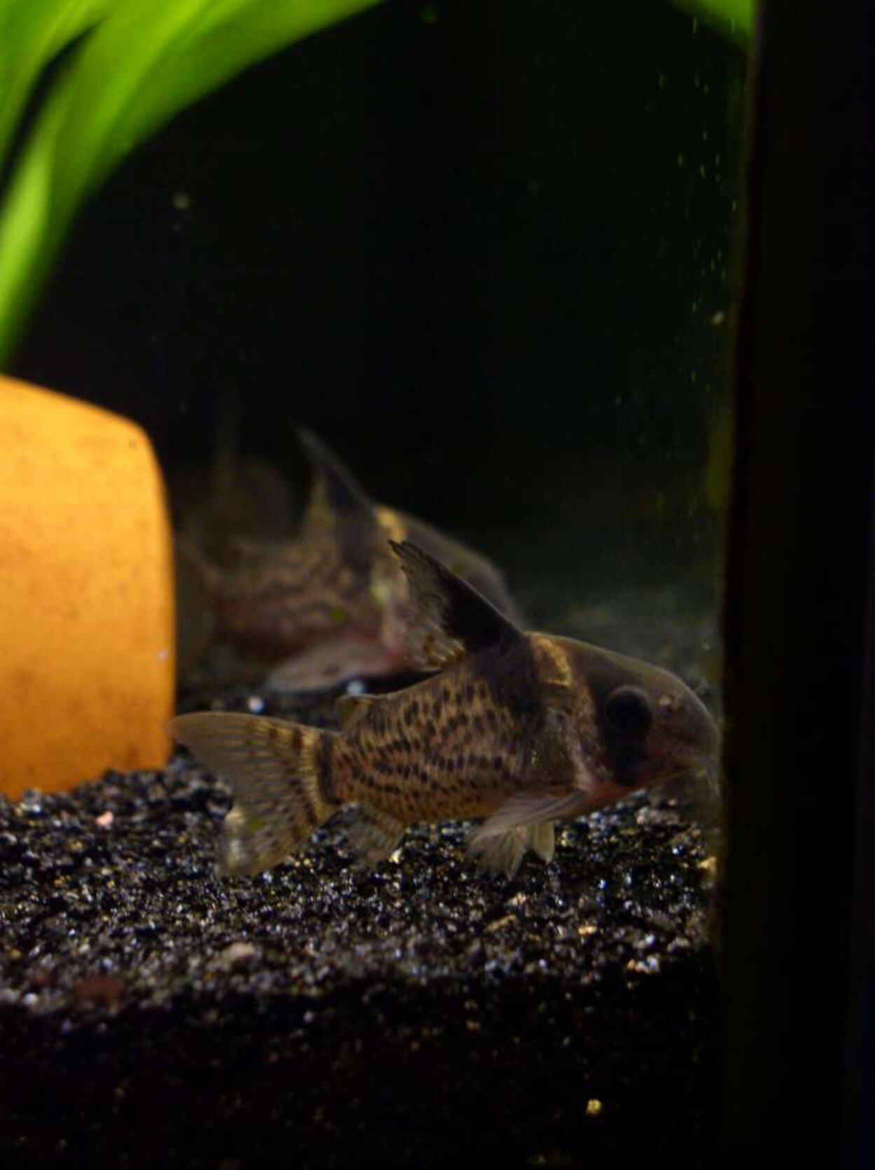 Corydoras