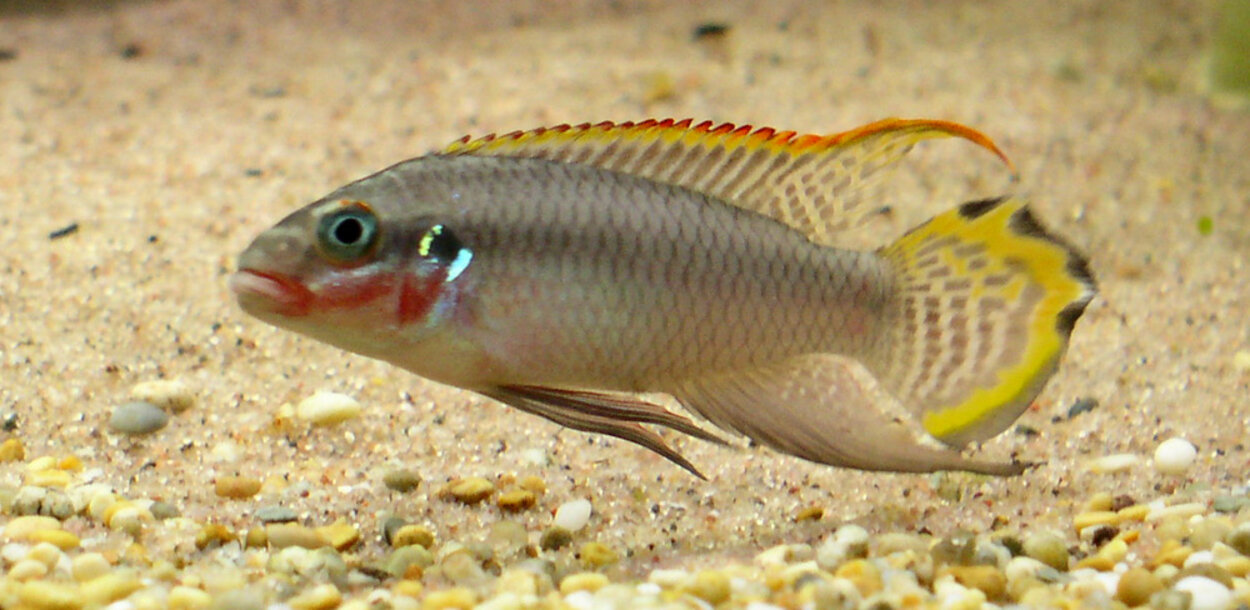 Pelvicachromis Teaniatus Nigerian red Hane