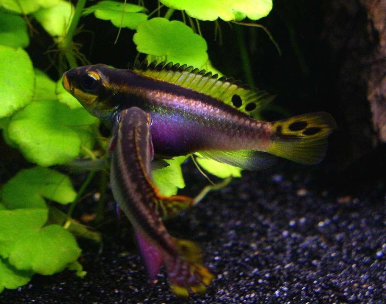 Teaniatus flirt