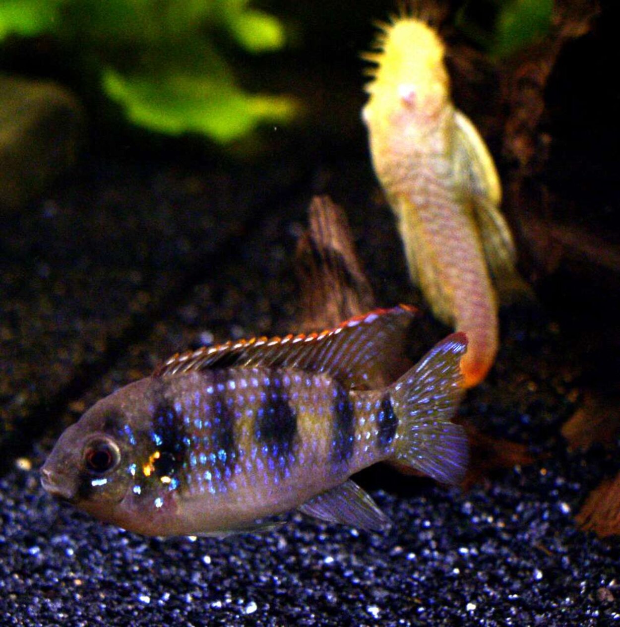 Anomalochromis thomasi