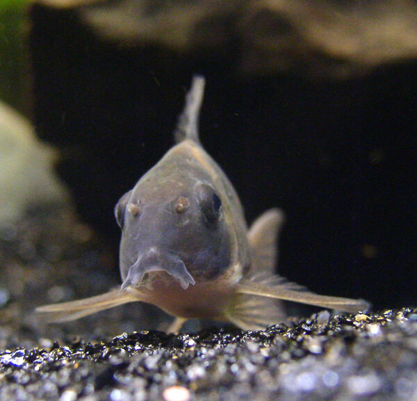 Corydoras