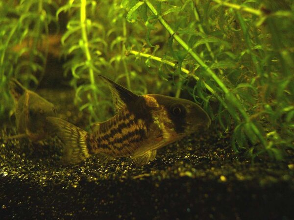 Corydoras