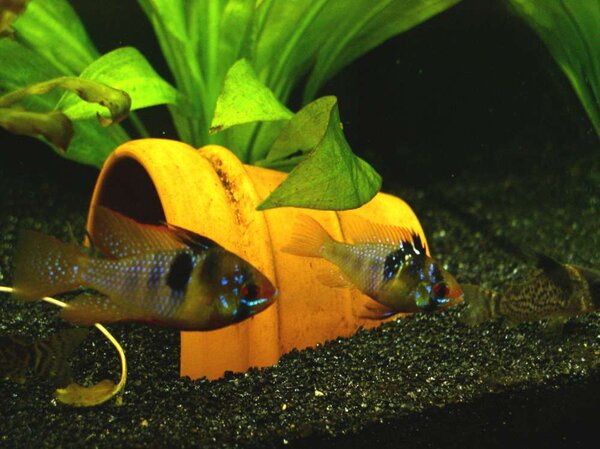 Mikrogeophagus ramirezi