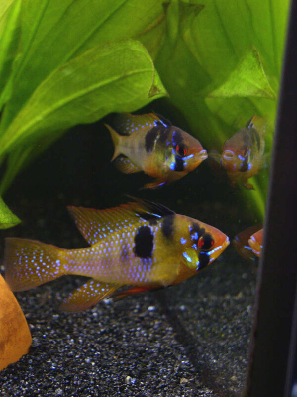 Mikrogeophagus ramirezi