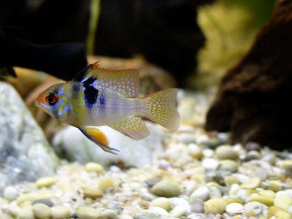 Mikrogeophagus ramirezi