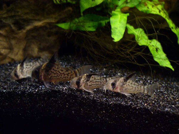 Corydoras