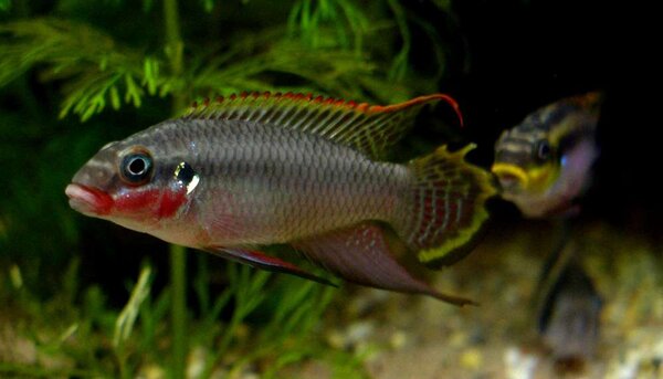 Pelvicachromis Teaniatus Nigerian red
