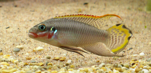 Pelvicachromis Teaniatus Nigerian red Hane