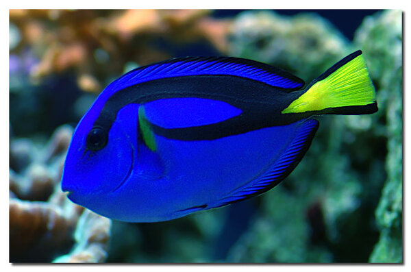 Paracanthurus hepatus 