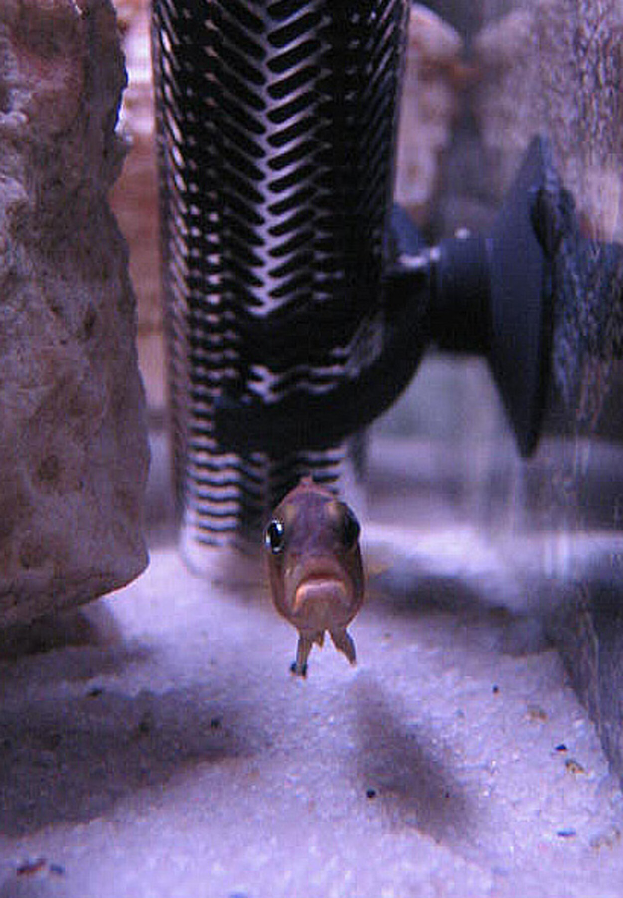 Lamprologus ocellatus "Gold"