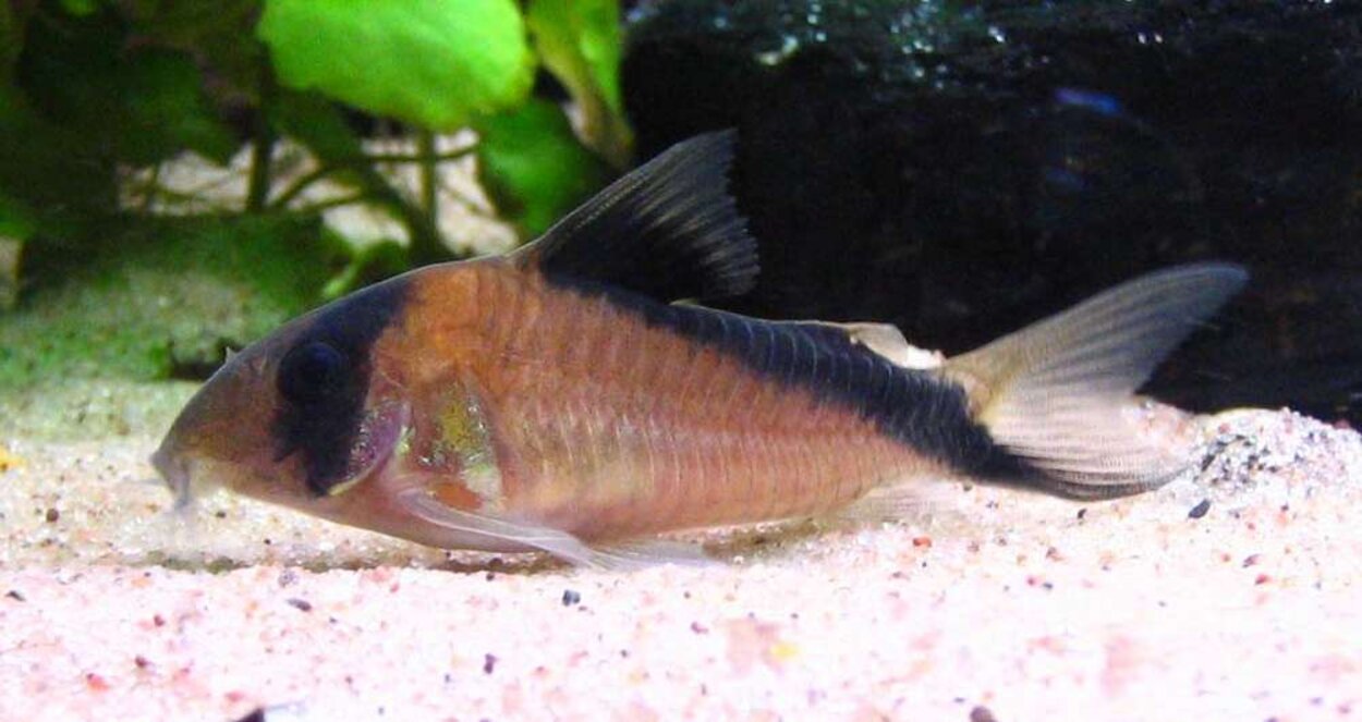 Corydoras Davidsandsi