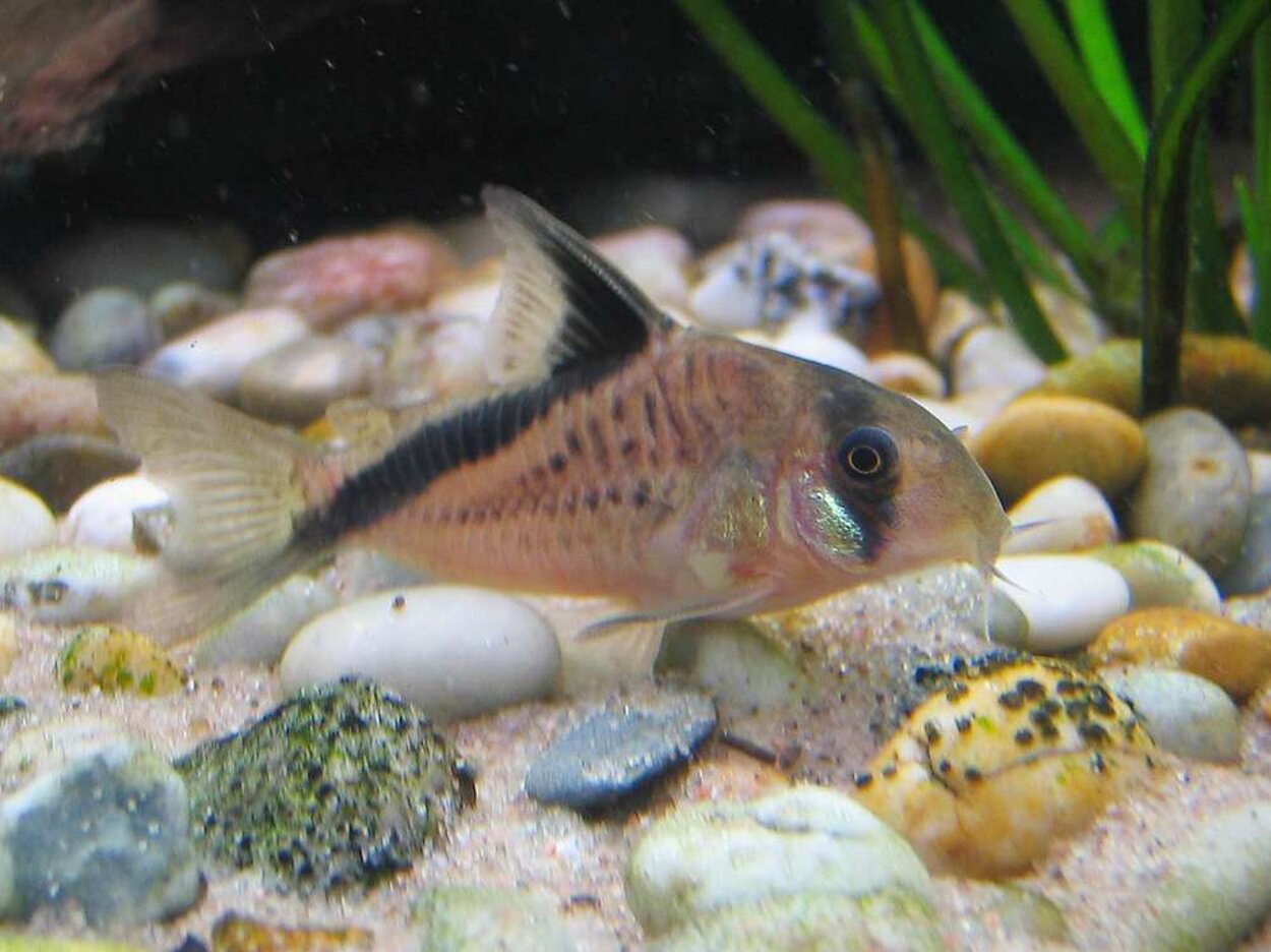 Corydoras melini